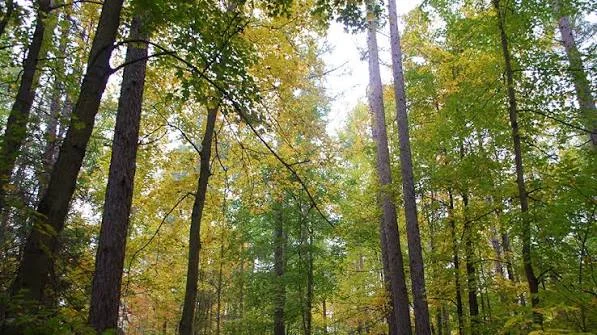 York Regional Forest York Regional Forest in Richmond Hill, Ontario