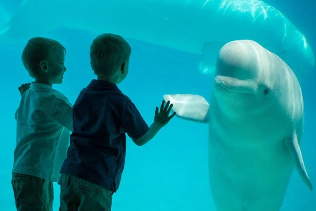 Marineland Niagara Falls Marineland theme park in Niagara Falls, Ontario